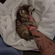 Cléo participe au concours pour gagner de l'argent avec cette photo : kitten, cat, pet, tabby, blanket, tattoo, arm, snuggling, cozy, soft, indoor, resting, cute, animal, fur, hand, comfort, bed, warm, napping