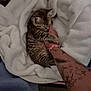 kitten, cat, pet, tabby, blanket, tattoo, arm, snuggling, cozy, soft, indoor, resting, cute, animal, fur, hand, comfort, bed, warm, napping