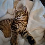 kitten, cat, sleeping, tabby, fur, whiskers, paw, blanket, soft, cozy, pet, animal, cute, resting, indoor, relaxed, fur_pattern, fluffy, comfort, nap