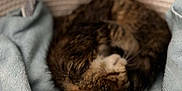 Cléo a rejoint le concours — aidez-le/la à gagner de superbes lots ! cat, sleeping, blanket, basket, cozy, feline, fur, indoor, resting, curled_up, pet, soft, warm, animal, comfort, domestic, relaxation, cute, tabby, texture