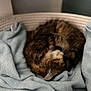 cat, sleeping, blanket, basket, cozy, feline, fur, indoor, resting, curled_up, pet, soft, warm, animal, comfort, domestic, relaxation, cute, tabby, texture