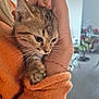 kitten, cat, tabby, pet, animal, feline, cute, closeup, hand, arm, sweater, orange, cozy, indoor, person, blurred_background, domestic, whiskers, fur, comfort
