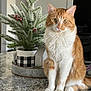 cat, orange_cat, white_cat, sitting, marble_countertop, holiday_decor, pine_branches, red_berries, indoor, houseplant, frosted_leaves, pet, feline, domestic_cat, curious, closeup, table, decorative_pot, still_life, cozy