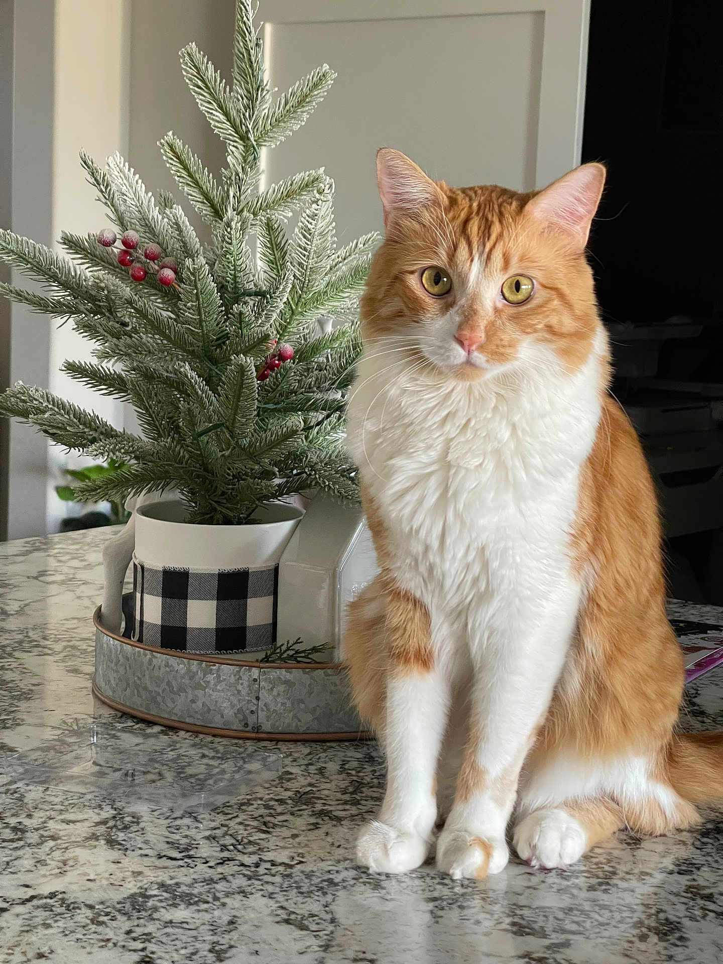 Louie joined the competition — help win amazing prizes! cat, orange_cat, white_cat, sitting, marble_countertop, holiday_decor, pine_branches, red_berries, indoor, houseplant, frosted_leaves, pet, feline, domestic_cat, curious, closeup, table, decorative_pot, still_life, cozy