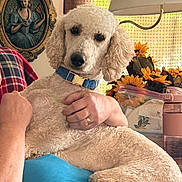 Jax is registered to the contest to win money with this photo: dog, poodle, pet, indoor, person, hand, collar, blue_collar, blue_shirt, flower, sunflower, lamp, portrait, wall_art, table, plastic_bag, relaxing, cozy, fur, animal