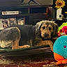 dog, indoor, pet_bed, plush_toys, shelf, photoframes, sign, text_overlay, flower_vase, sunflowers, carpet, cozy, fur, brown, black, resting, home_decor, living_room, furniture, cute