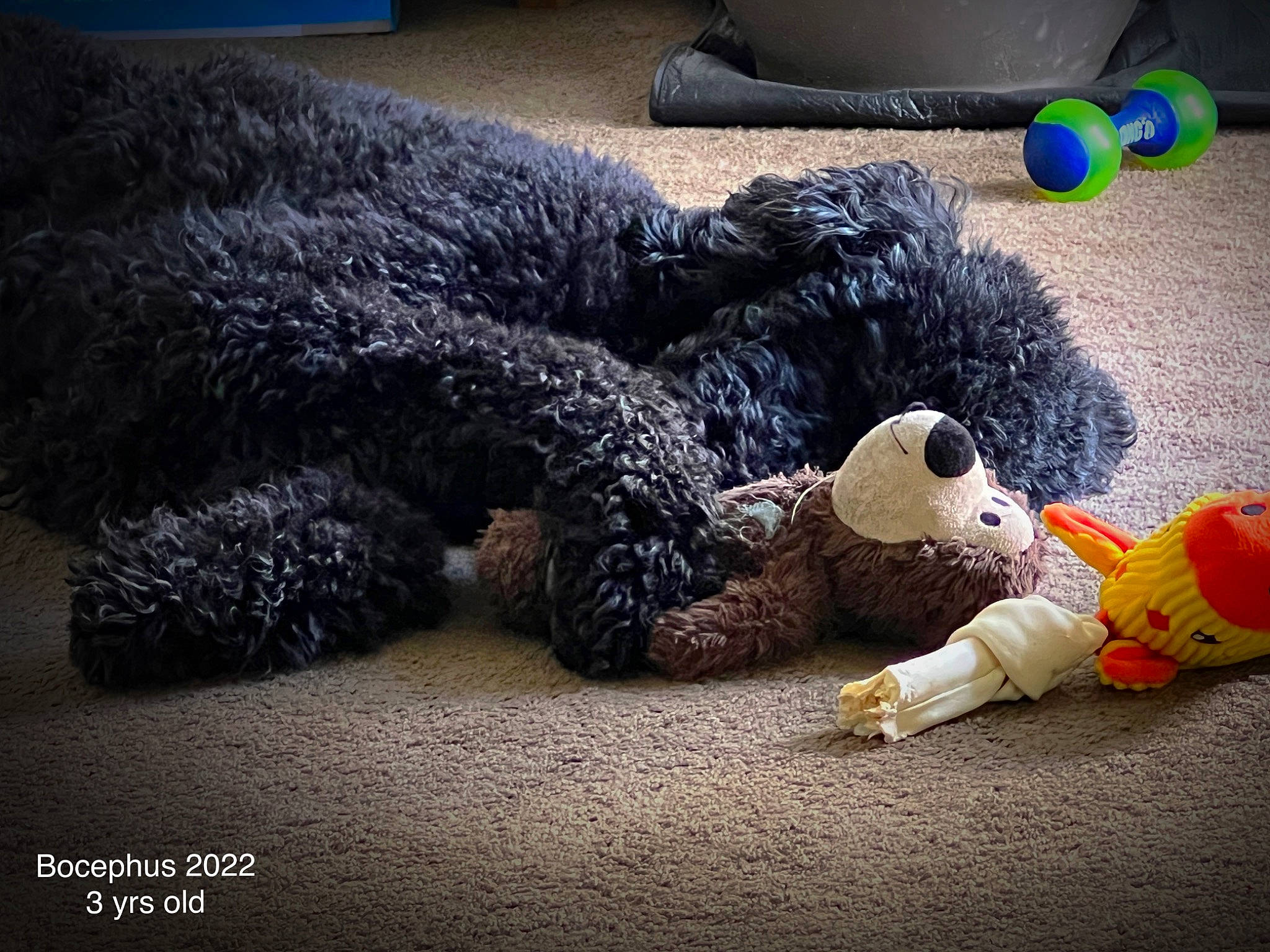 Bocephus joined the competition — help win amazing prizes! canidae, carnivore, comfort, companion_dog, dog, dog_breed, dog_supply, flooring, fur, non_sporting_group, plush, poodle, sporting_group, stuffed_toy, tail, terrier, toy, toy_dog, water_dog, working_animal