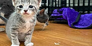 Munchkin joined the competition — help win amazing prizes! kitten, cat, pet, indoor, wood_floor, crate, cage, blanket, purple_blanket, fur, whiskers, paw, young_animal, closeup, portrait, curious, domestic_animal, playful, sibling, home