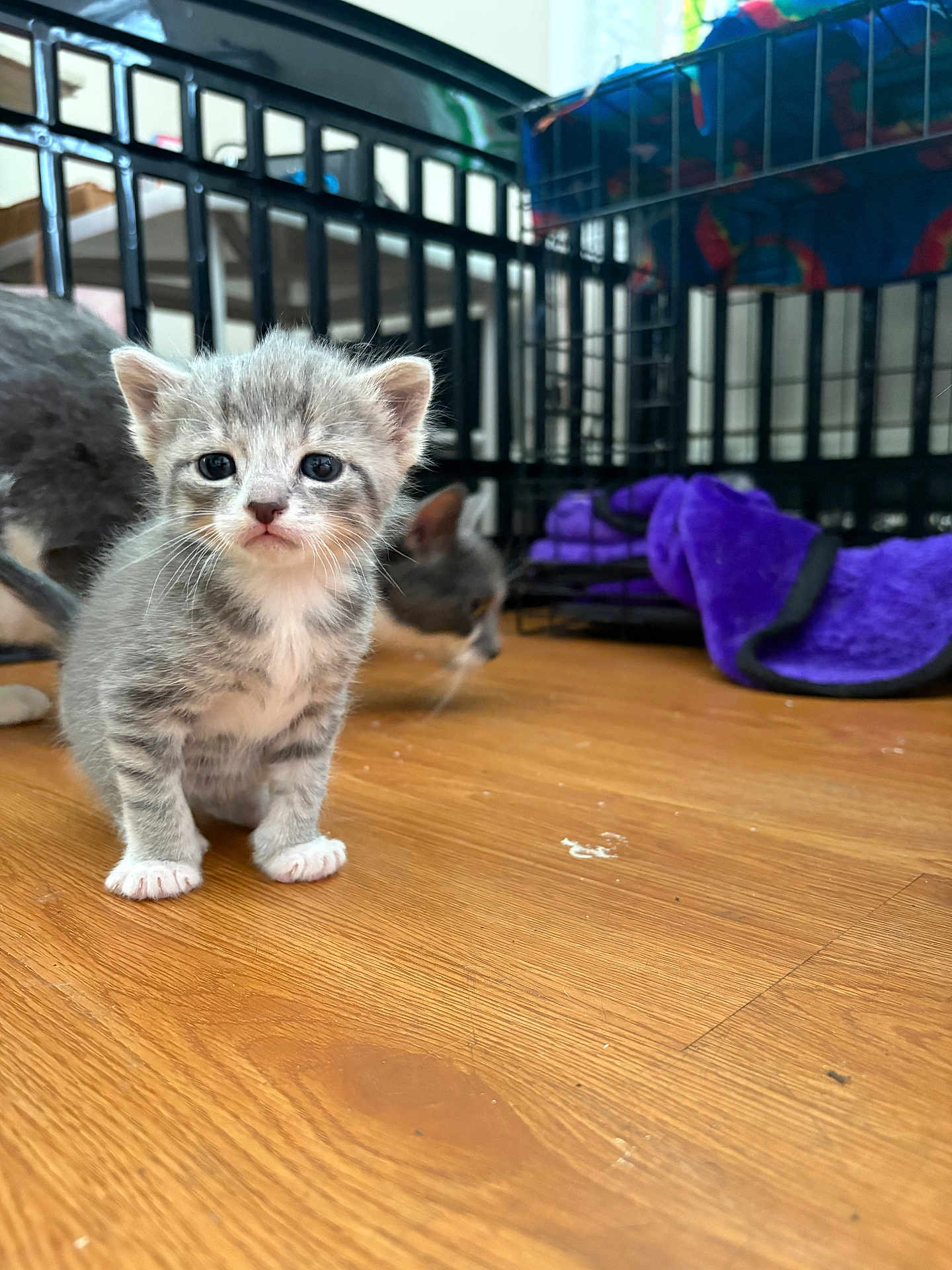Munchkin joined the competition — help win amazing prizes! kitten, cat, pet, indoor, wood_floor, crate, cage, blanket, purple_blanket, fur, whiskers, paw, young_animal, closeup, portrait, curious, domestic_animal, playful, sibling, home