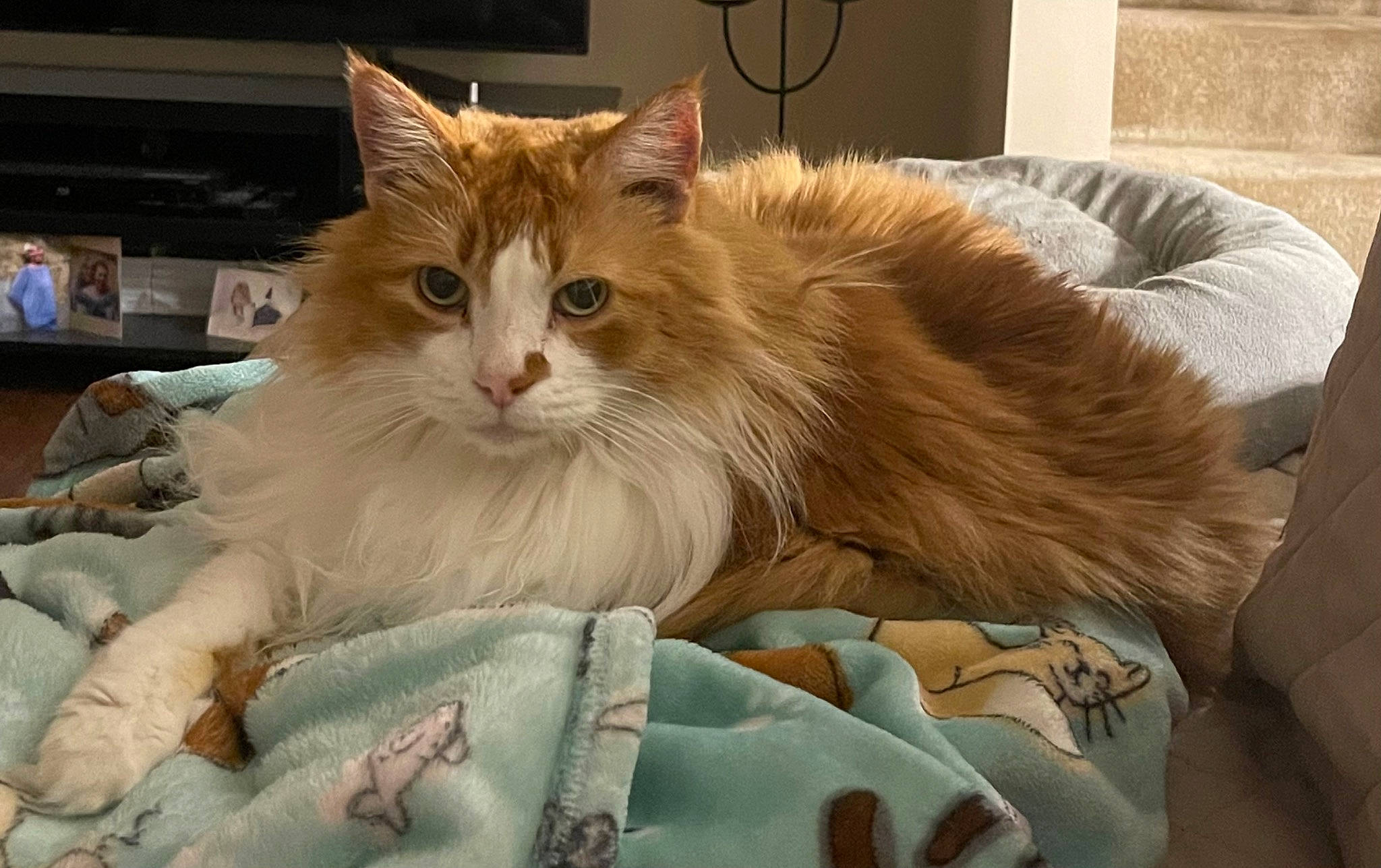 Max joined the competition — help win amazing prizes! british_longhair, carnivore, cat, claw, comfort, companion_dog, fawn, felidae, fur, maine_coon, paw, persian, ragdoll, small_to_medium_sized_cats, snout, tail, terrestrial_animal, whiskers