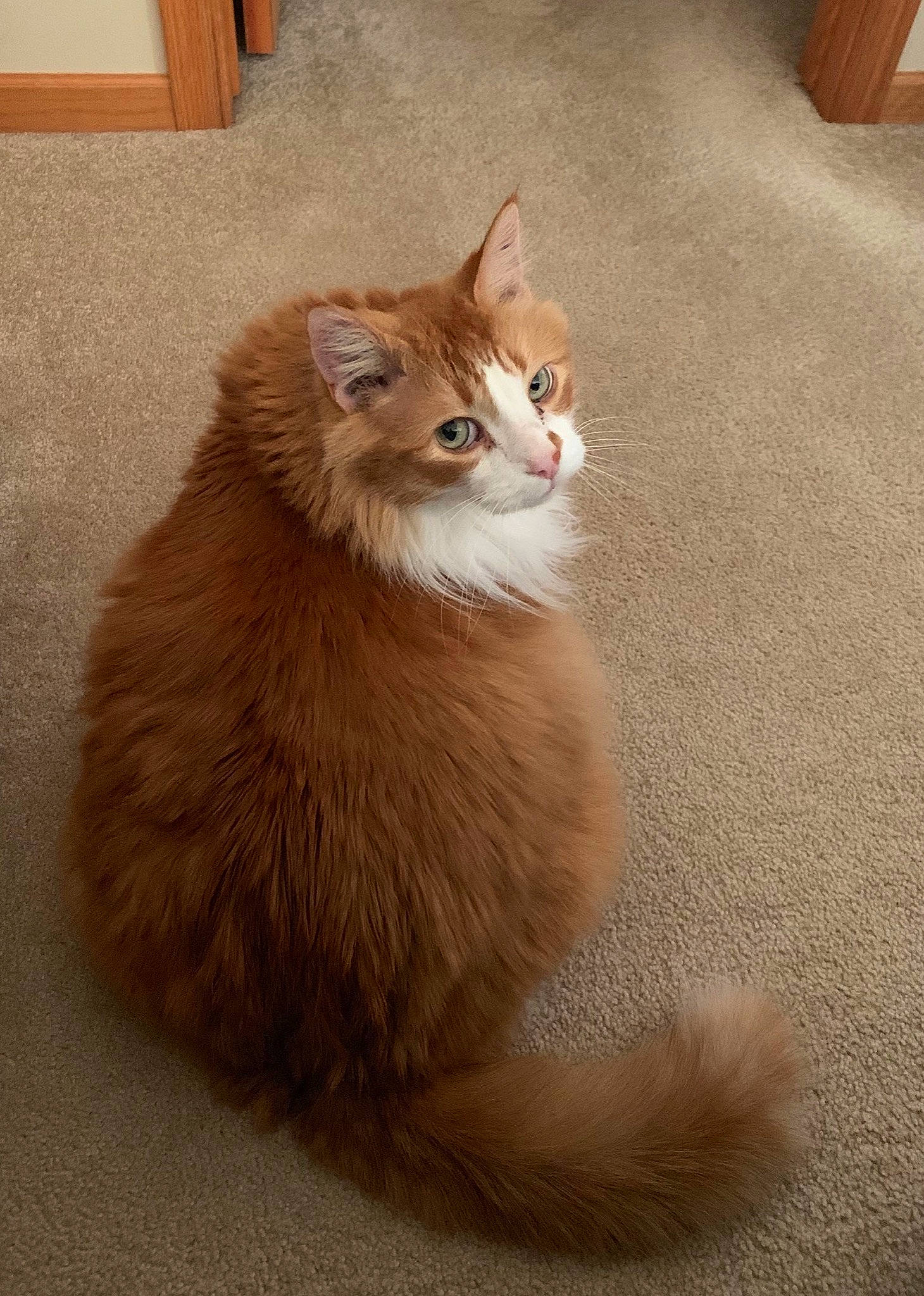 Max is registered to the contest to win money with this photo: carnivore, cat, claw, domestic_short_haired_cat, fawn, felidae, flooring, fur, hardwood, paw, sitting, small_to_medium_sized_cats, snout, tail, terrestrial_animal, whiskers, wildlife, window, wood, wood_flooring