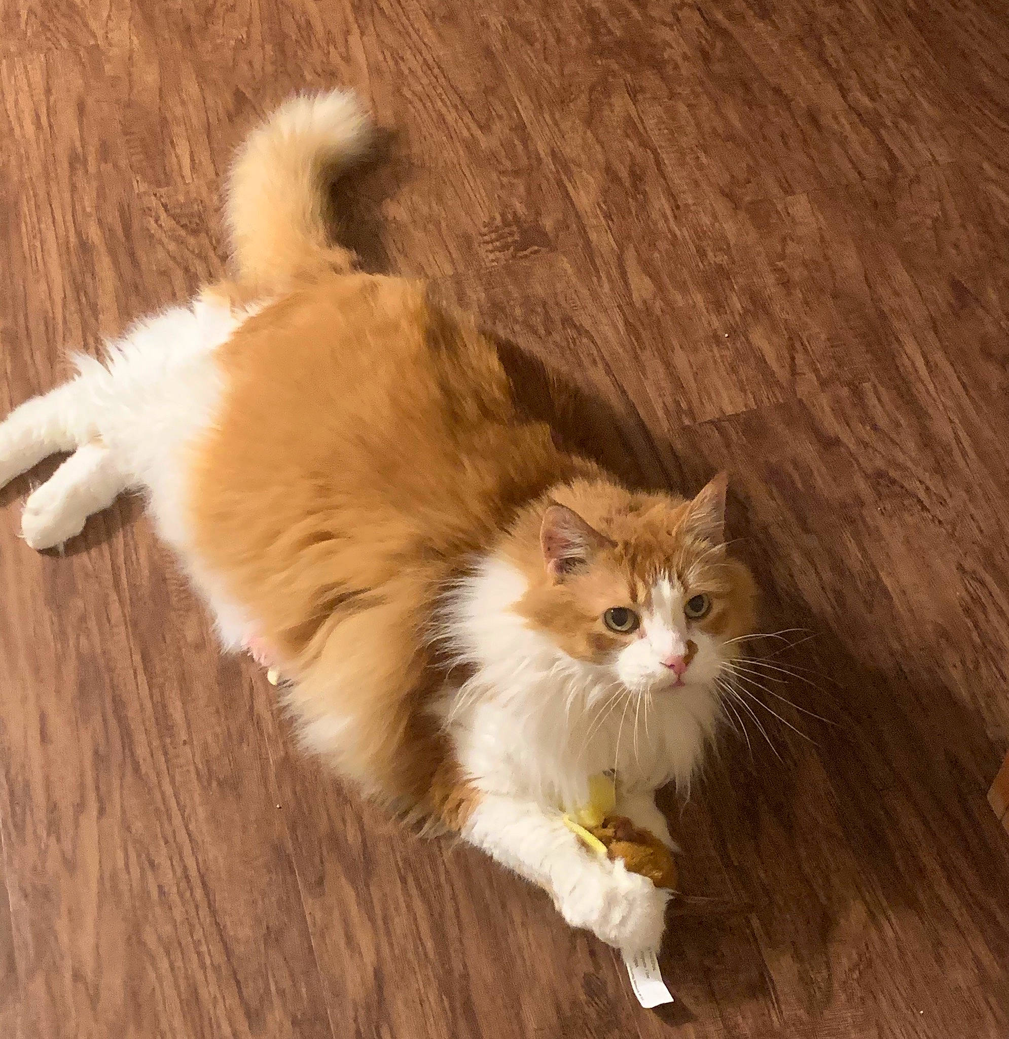 Max is registered to the contest to win money with this photo: carnivore, cat, claw, domestic_short_haired_cat, fawn, felidae, flooring, fur, hardwood, paw, small_to_medium_sized_cats, snout, tail, terrestrial_animal, varnish, whiskers, wood, wood_stain