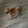 dog, puppy, floor, wooden_floor, pet, indoor, brown_dog, curious, cloth, green_cloth, tail, looking_up, playful, animal, canine, small_dog, standing, ears, fur, domestic