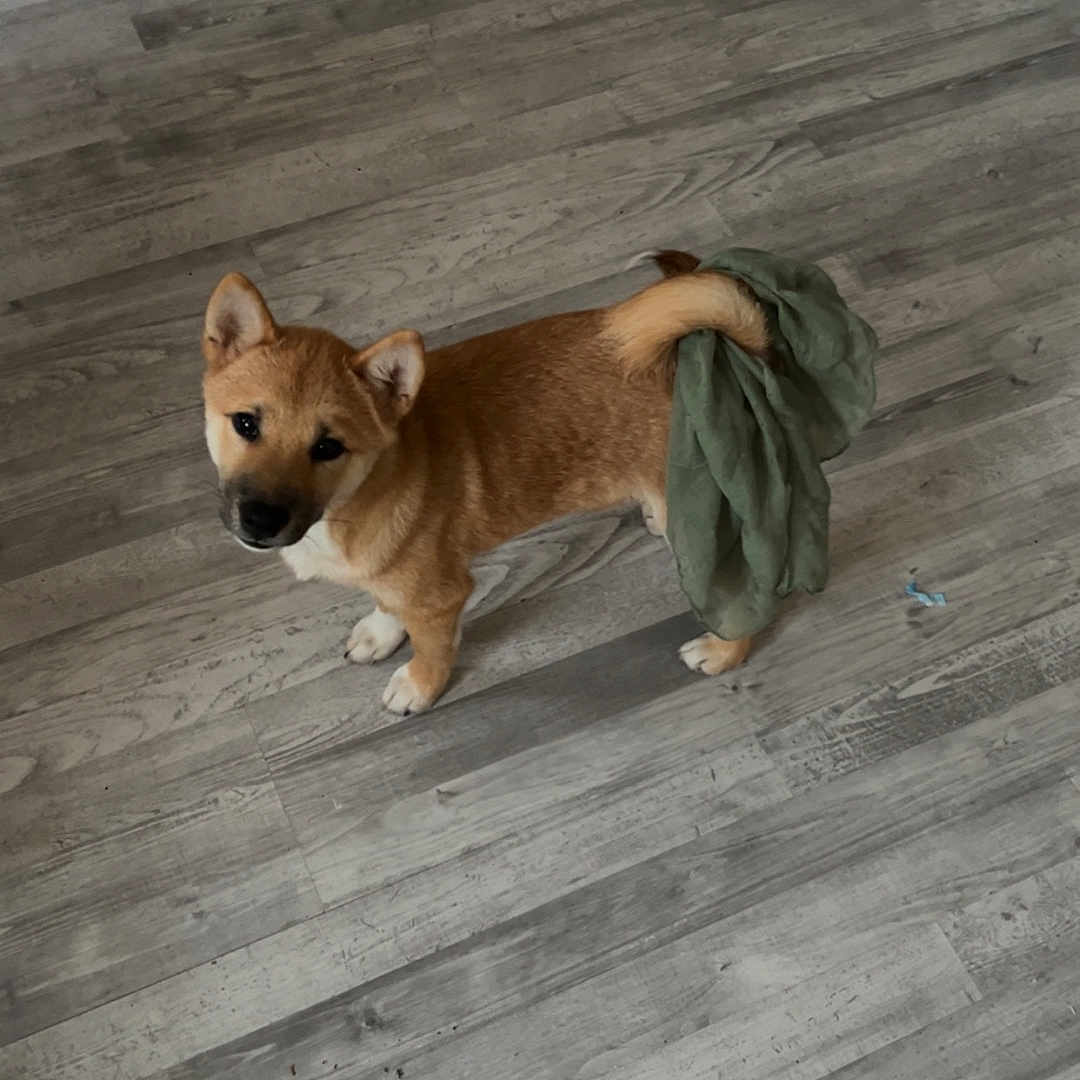 Oden a rejoint le concours — aidez-le/la à gagner de superbes lots ! animal, brown_dog, canine, cloth, curious, dog, domestic, ears, floor, fur, green_cloth, indoor, looking_up, pet, playful, puppy, small_dog, standing, tail, wooden_floor