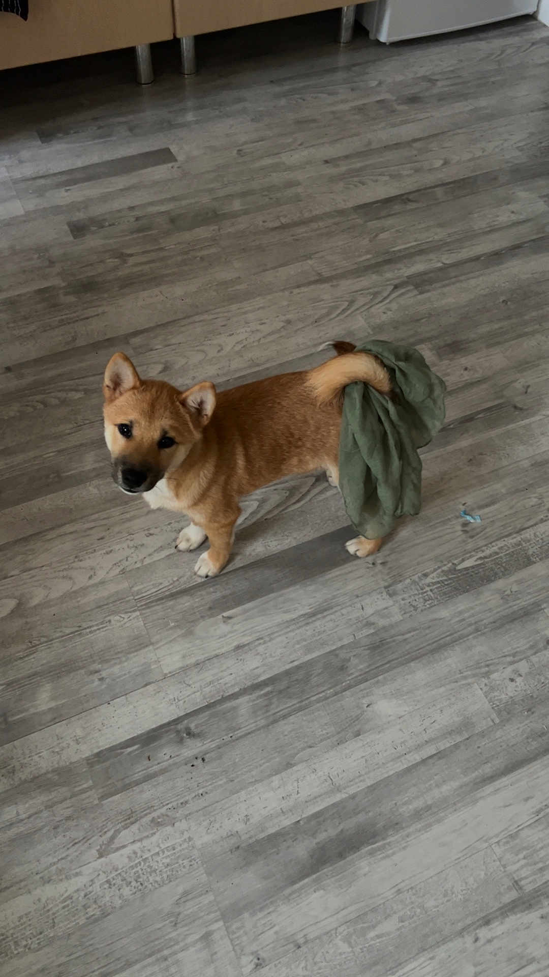 Oden a rejoint le concours — aidez-le/la à gagner de superbes lots ! dog, puppy, floor, wooden_floor, pet, indoor, brown_dog, curious, cloth, green_cloth, tail, looking_up, playful, animal, canine, small_dog, standing, ears, fur, domestic