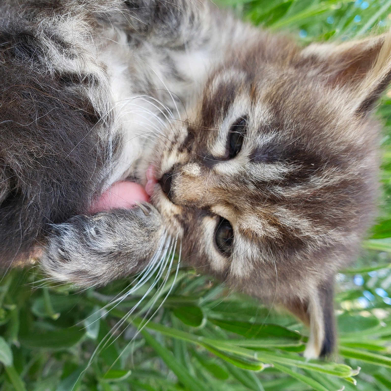 Tasnime participe au concours pour gagner de l'argent avec cette photo : carnivore, cat, claw, domestic_short_haired_cat, eye, fawn, felidae, fur, grass, groundcover, paw, plant, small_to_medium_sized_cats, snout, tail, terrestrial_animal, tree, whiskers, wildlife