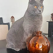 Sangha participe au concours pour gagner de l'argent avec cette photo : cat, gray_cat, amber_eyes, glass_vase, table, indoor, furniture, guitar, chair, decor, reflection, still_life, pet, whiskers, curious, domestic_cat, close_up, animal, household, cozy
