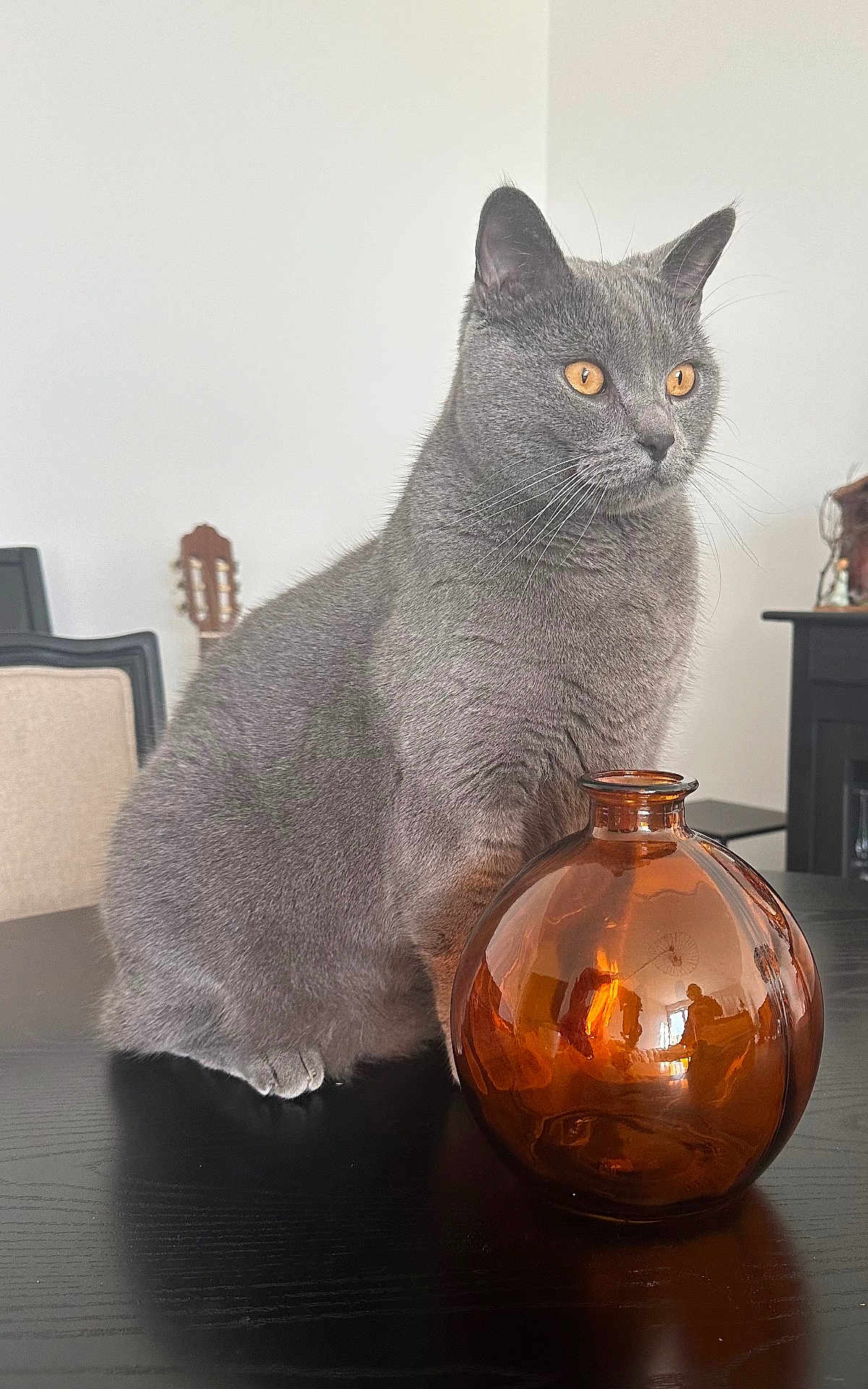 Sangha participe au concours pour gagner de l'argent avec cette photo : cat, gray_cat, amber_eyes, glass_vase, table, indoor, furniture, guitar, chair, decor, reflection, still_life, pet, whiskers, curious, domestic_cat, close_up, animal, household, cozy