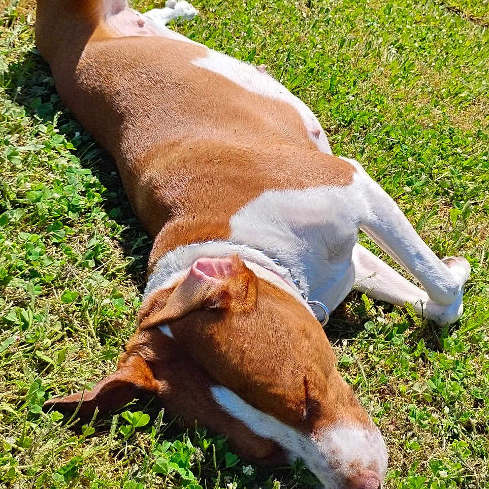 Belle is registered to the contest to win money with this photo: animal, ball, bulldog, canine, car, dog, field, grass, grassland, hound, lawn, nature, outdoors, pet, plant, sport, tennis, tennisball, transportation, vehicle