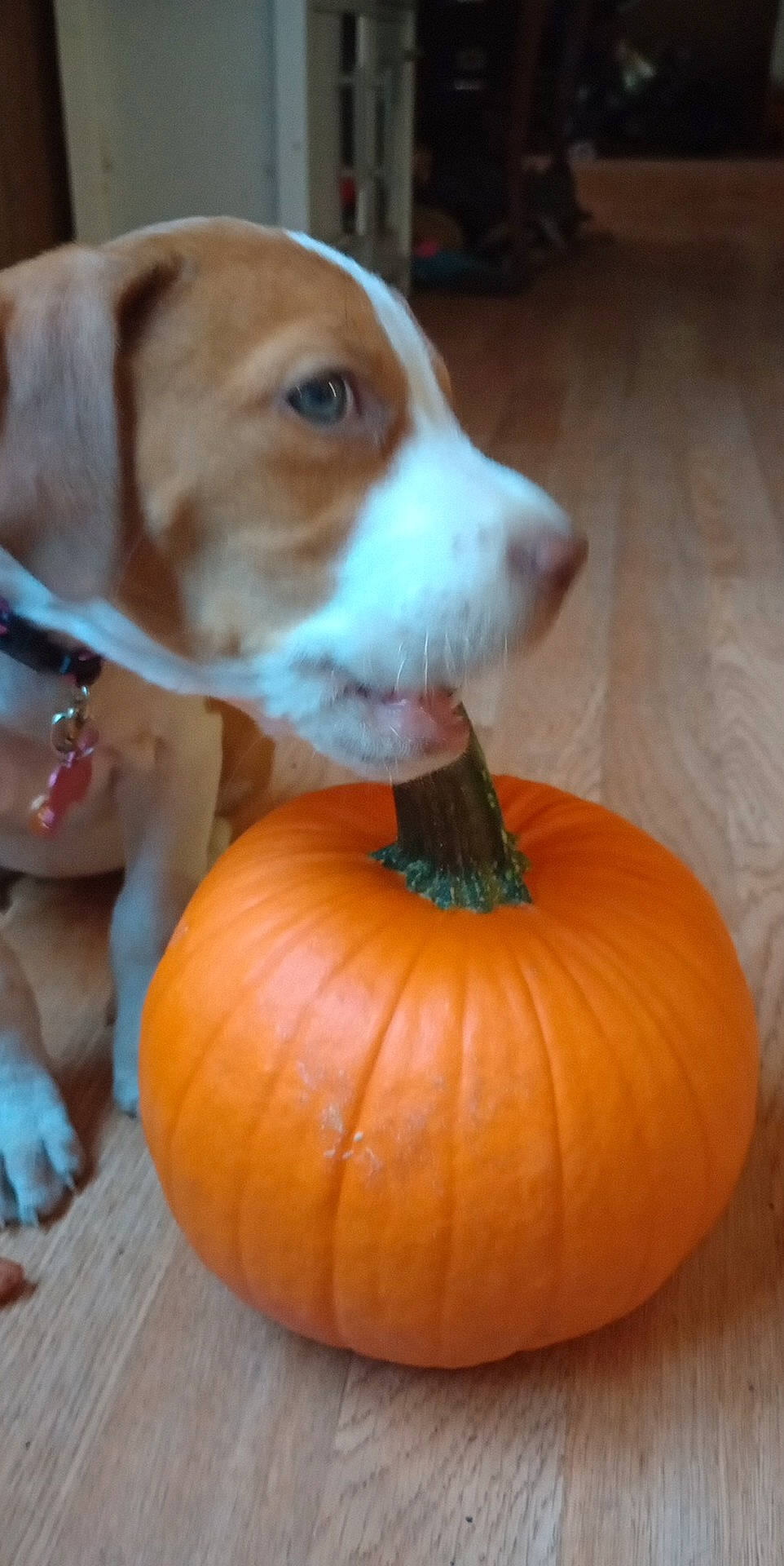 Belle is registered to the contest to win money with this photo: calabaza, carnivore, companion_dog, cucurbita, dog, dog_breed, fawn, food, gourd, hound, natural_foods, plant, produce, pumpkin, scent_hound, squash, vegetable, winter_squash, wood, working_animal