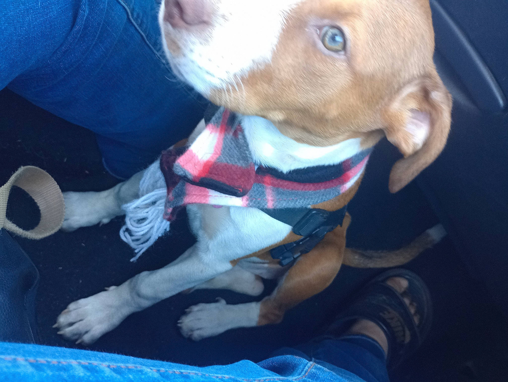 Belle joined the competition — help win amazing prizes! blue, canidae, carnivore, collar, comfort, companion_dog, dog, dog_breed, ear, electric_blue, fawn, liver, mammal, pet_supply, selfie, snout, sporting_group, tail, whiskers, working_animal