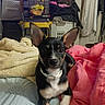 Chloe is registered to the contest to win money with this photo: dog, puppy, black_and_white, sitting, bed, bedroom, pet, animal, collar, large_ears, front_paws, crossed_paws, portrait, indoors, television, blankets, laundry, storage_bins, clothing, home