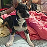 Chloe is registered to the contest to win money with this photo: dog, puppy, black_and_white, pointy_ears, short_hair, collar, sitting, bed, blanket, bedroom, person, indoors, portrait, pet, animal, alert, front_view, pink_blanket, household, photography