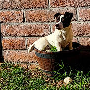 Ellie joined the competition — help win amazing prizes! dog, small_dog, black_and_white, wooden_barrel, planter, brick_wall, grass, outdoor, sunlight, pet, animal, cute, sitting, nature, daylight, fur, ears, nose, tail, playful