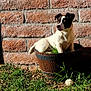 dog, small_dog, black_and_white, wooden_barrel, planter, brick_wall, grass, outdoor, sunlight, pet, animal, cute, sitting, nature, daylight, fur, ears, nose, tail, playful