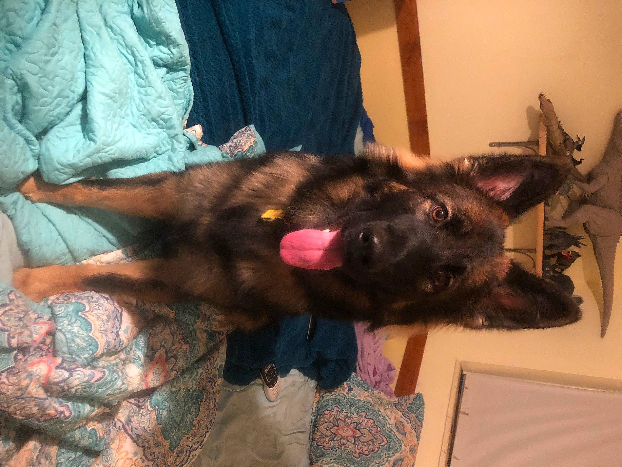 Vegas joined the competition — help win amazing prizes! canidae, carnivore, comfort, companion_dog, dog, dog_breed, ear, fawn, felidae, fur, liver, natural_material, small_to_medium_sized_cats, sporting_group, working_animal