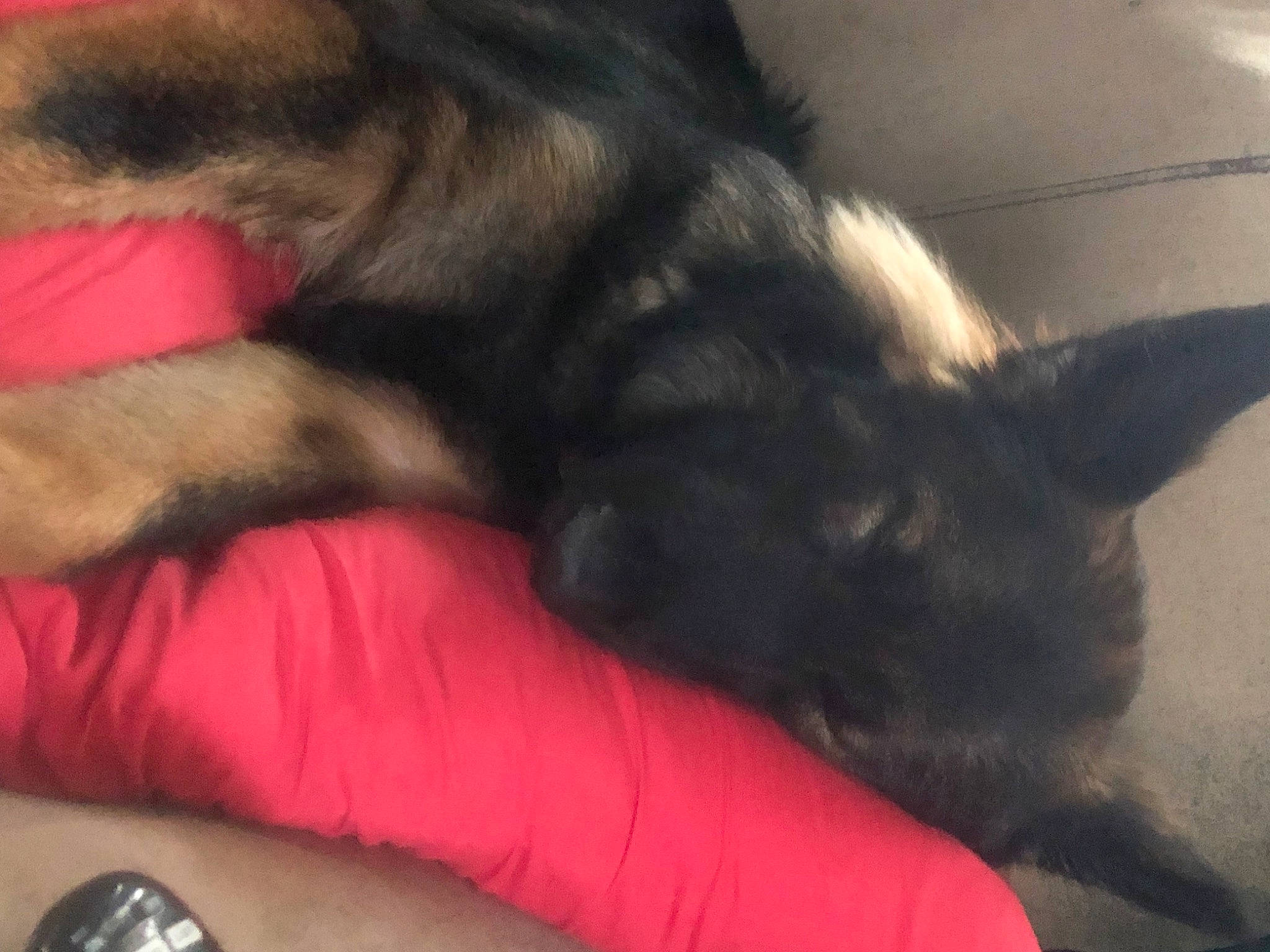 Vegas joined the competition — help win amazing prizes! canidae, carnivore, cloud, comfort, companion_dog, dog, dog_breed, ear, felidae, foot, fur, human_leg, paw, small_to_medium_sized_cats, snout, sporting_group, tail, tints_and_shades, watch, whiskers