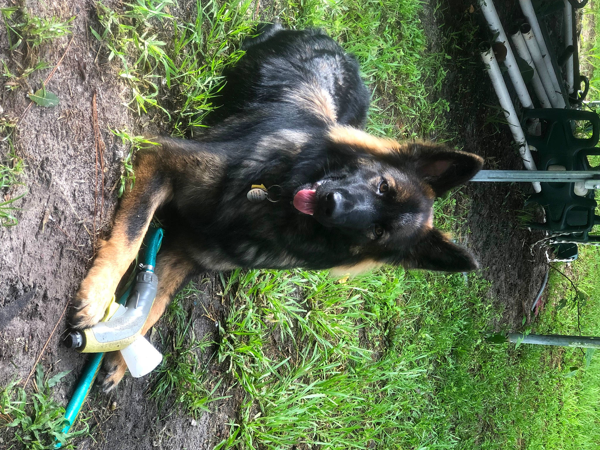 Vegas is registered to the contest to win money with this photo: canidae, carnivore, companion_dog, dog, dog_breed, fur, grass, guard_dog, herding_dog, old_german_shepherd_dog, plant, sporting_group, tail, terrestrial_animal, tree, trunk, working_animal, working_dog