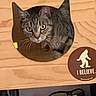 animal, bigfoot, cat, cat_shaped_hole, curious, cute, domestic_cat, ears, eye, face, furniture, indoor, looking, pet, shelf, sticker, sunglasses, tabby, whiskers, wooden_box