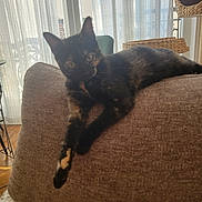 Lili participe au concours pour gagner de l'argent avec cette photo : cat, tortoiseshell_cat, couch, indoor, pet, feline, stretching, relaxed, brown_couch, window, curtains, basket, sunlight, home, furniture, wooden_floor, cozy, domestic, animal, resting