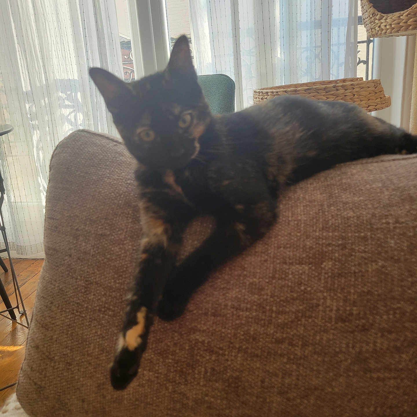 Lili participe au concours pour gagner de l'argent avec cette photo : animal, basket, brown_couch, cat, couch, cozy, curtains, domestic, feline, furniture, home, indoor, pet, relaxed, resting, stretching, sunlight, tortoiseshell_cat, window, wooden_floor