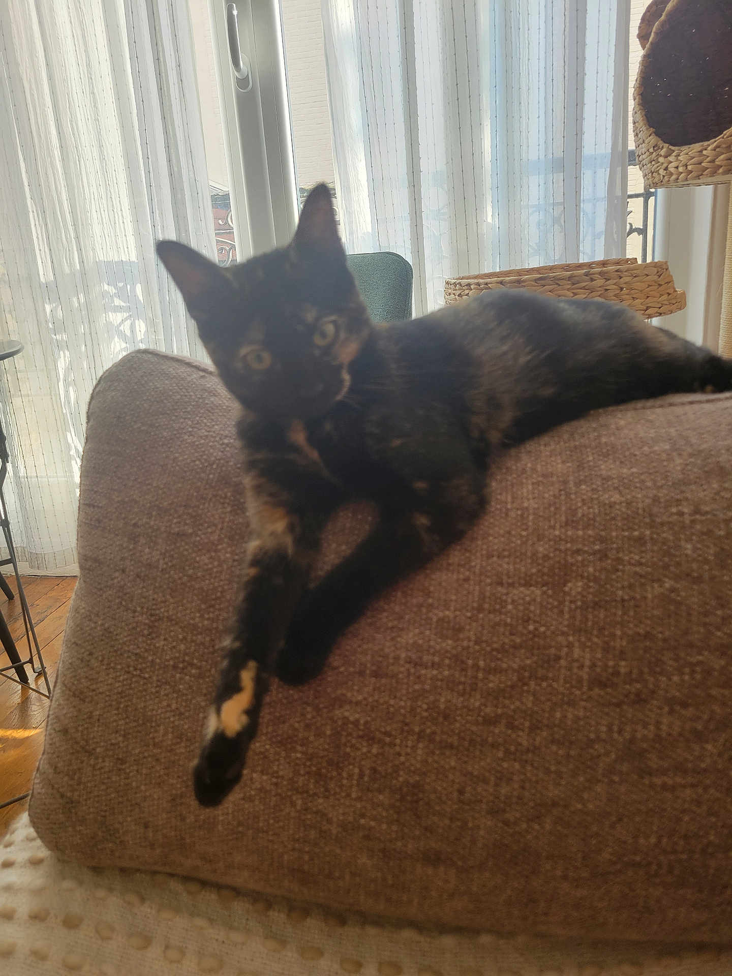 Lili participe au concours pour gagner de l'argent avec cette photo : cat, tortoiseshell_cat, couch, indoor, pet, feline, stretching, relaxed, brown_couch, window, curtains, basket, sunlight, home, furniture, wooden_floor, cozy, domestic, animal, resting