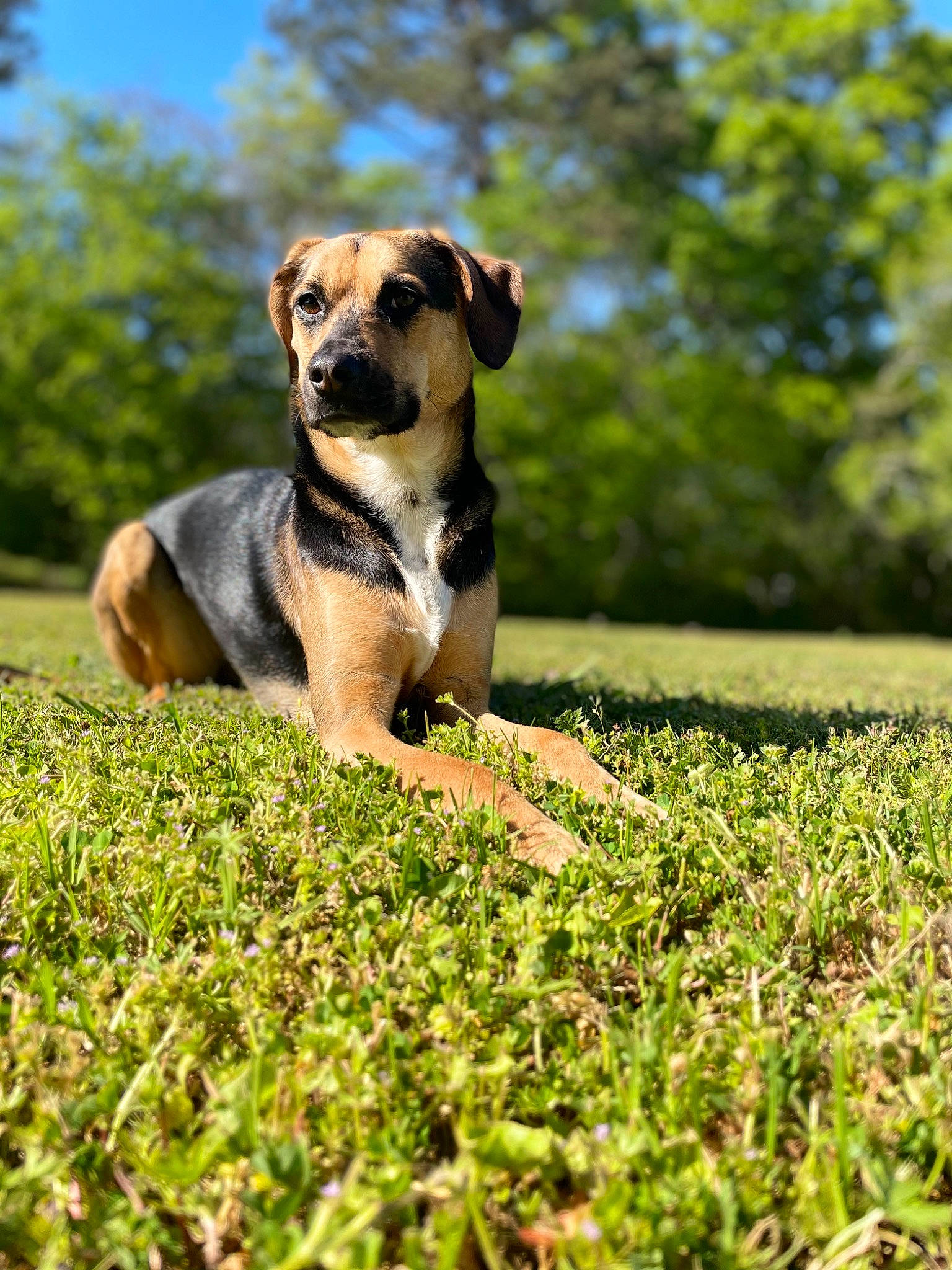 Bella joined the competition — help win amazing prizes! australian_cattle_dog, canidae, carnivore, companion_dog, dog, dog_breed, fawn, grass, grassland, groundcover, landscape, lawn, plant, sky, snout, sporting_group, tail, tree, whiskers, working_animal