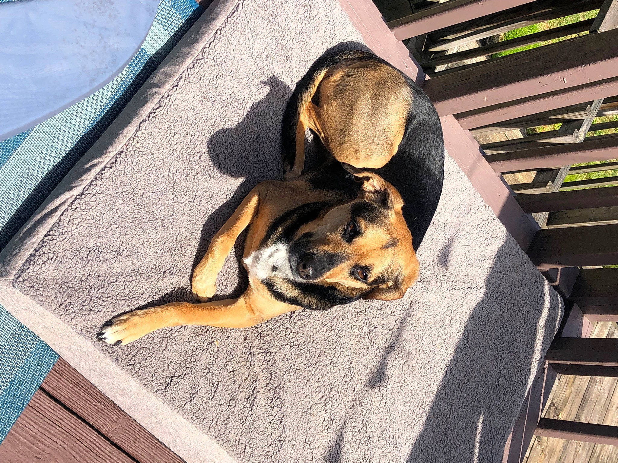 Bella is registered to the contest to win money with this photo: beaglier, canidae, carnivore, comfort, companion_dog, dog, dog_breed, fawn, flooring, fur, guard_dog, paw, pet_supply, snout, sporting_group, terrestrial_animal, tints_and_shades, wood, working_animal, working_dog