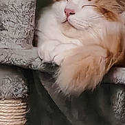 Aiko participe au concours pour gagner de l'argent avec cette photo : cat, orange_cat, white_cat, sleeping, cozy, cat_tree, feline, pet, indoor, fluffy, resting, cute, animal, paws, fur, relaxed, closeup, domestic_cat, cute_pet, calm