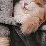 cat, orange_cat, white_cat, sleeping, cozy, cat_tree, feline, pet, indoor, fluffy, resting, cute, animal, paws, fur, relaxed, closeup, domestic_cat, cute_pet, calm
