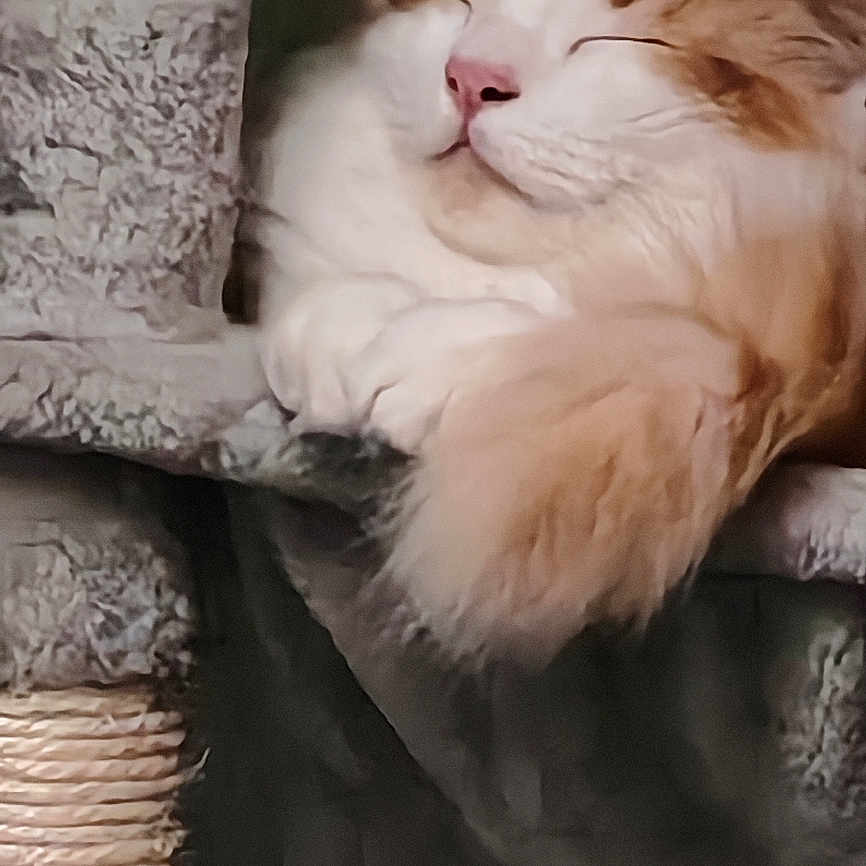Aiko participe au concours pour gagner de l'argent avec cette photo : animal, calm, cat, cat_tree, closeup, cozy, cute, cute_pet, domestic_cat, feline, fluffy, fur, indoor, orange_cat, paws, pet, relaxed, resting, sleeping, white_cat
