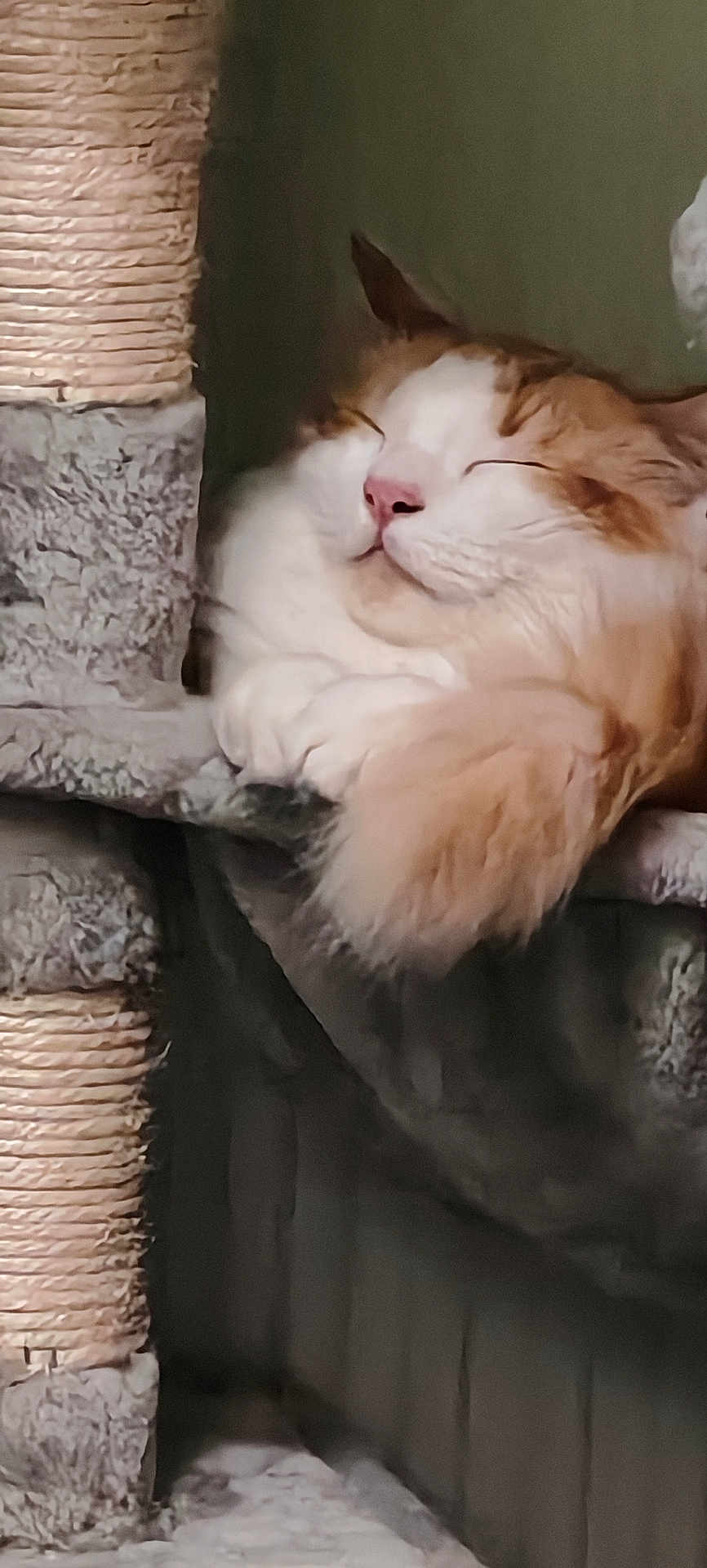 Aiko