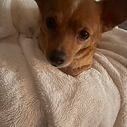 Esmae is registered to the contest to win money with this photo: dog, brown_dog, blanket, white_blanket, cozy, snuggled, close_up, indoor, pet, fur, ears, nose, curious, soft_texture, resting, cute, animal, companion, warm, comfortable