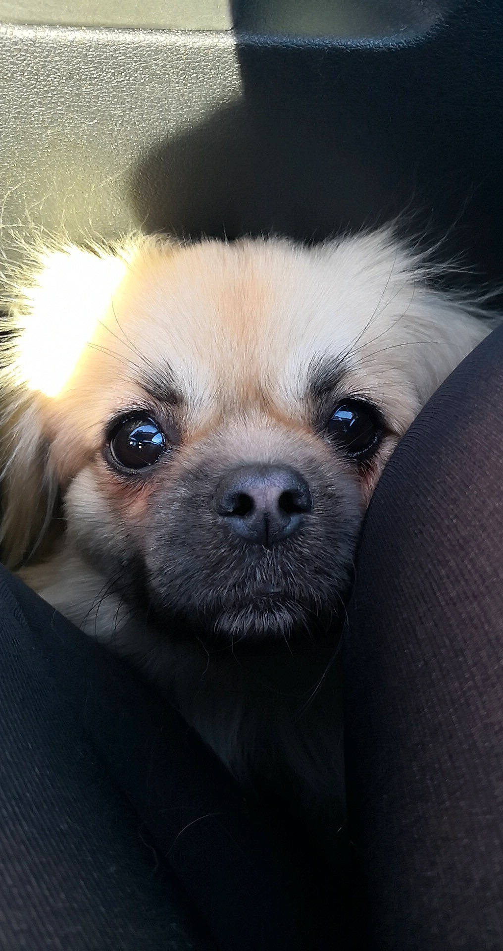 Elliot participe au concours pour gagner de l'argent avec cette photo : ancient_dog_breeds, canidae, carnivore, close_up, companion_dog, dog, dog_breed, ear, eyelash, fawn, fur, jaw, non_sporting_group, puppy, sporting_group, terrestrial_animal, toy_dog, whiskers, wildlife, working_animal