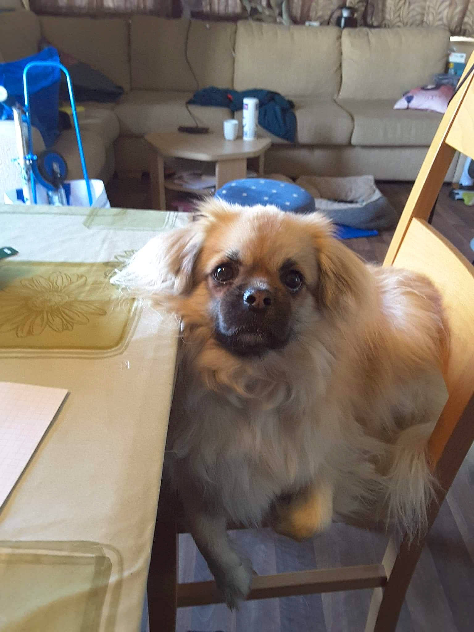 Elliot a rejoint le concours — aidez-le/la à gagner de superbes lots ! blue, canidae, carnivore, chair, companion_dog, couch, dog, dog_breed, door, fawn, flooring, fur, liver, pekingese, snout, sporting_group, table, toy_dog, wood, working_animal