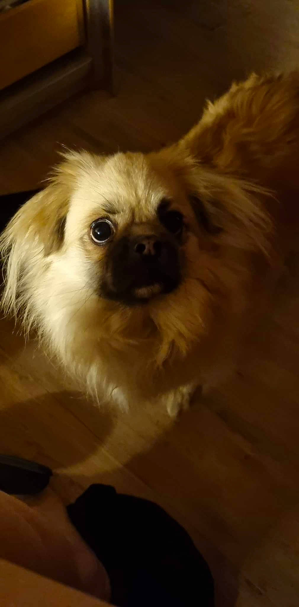 Elliot participe au concours pour gagner de l'argent avec cette photo : canidae, carnivore, companion_dog, dog, dog_breed, ear, fawn, fur, liver, maltepoo, non_sporting_group, puppy, snout, sporting_group, terrestrial_animal, tibetan_spaniel, toy_dog, whiskers, working_animal