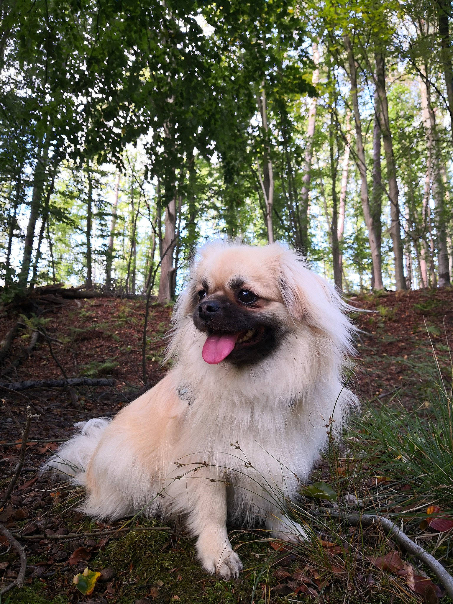 Elliot a rejoint le concours — aidez-le/la à gagner de superbes lots ! canidae, carnivore, companion_dog, dog, dog_breed, fawn, fur, grass, japanese_chin, liver, non_sporting_group, plant, snout, sporting_group, terrestrial_animal, toy_dog, tree, water_dog, wildlife, working_animal