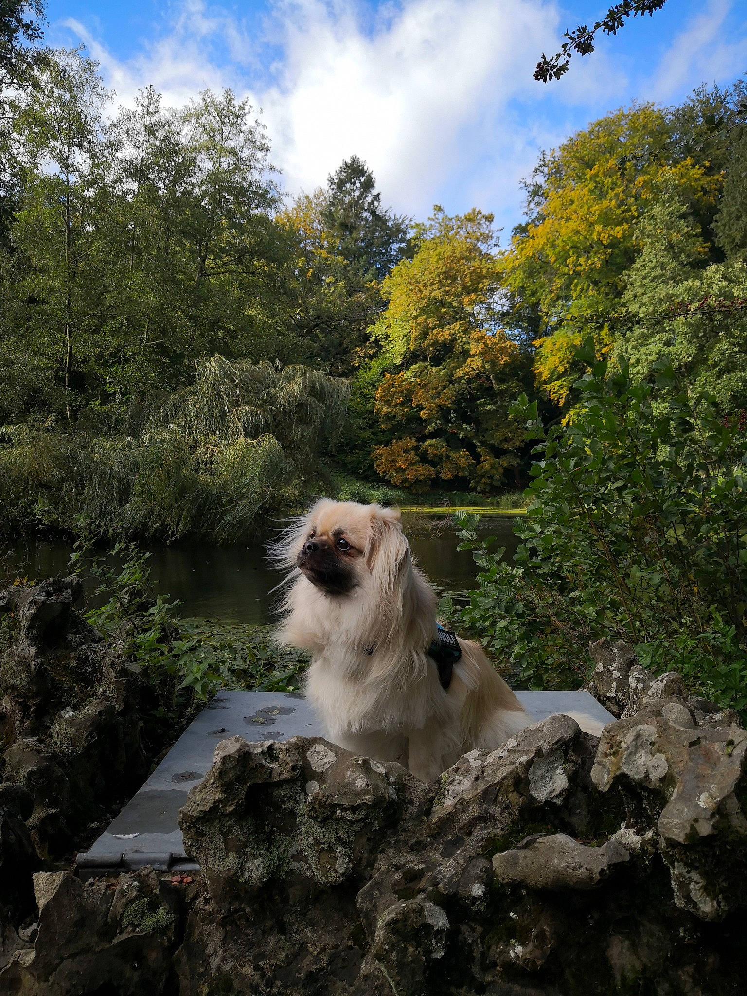 Elliot participe au concours pour gagner de l'argent avec cette photo : canidae, carnivore, cloud, companion_dog, cumulus, dog_breed, fawn, forest, fur, grass, langur, macaque, natural_landscape, plant, sky, sporting_group, tail, toy_dog, tree, wildlife