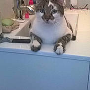 Sultan a rejoint le concours — aidez-le/la à gagner de superbes lots !