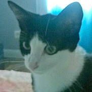 Pépito a rejoint le concours — aidez-le/la à gagner de superbes lots !